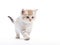 Ai Generated illustration Wildlife Concept of Kitten walking