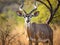 Ai Generated illustration Wildlife Concept of Kudu antelope Kruger National Park South Africa