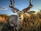 Ai Generated illustration Wildlife Concept of Kudu Bull looking straight at photographer