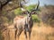 Ai Generated illustration Wildlife Concept of Kudu Bull looking straight at photographer