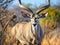 Ai Generated illustration Wildlife Concept of Kudu Bull looking straight at photographer