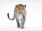 Ai Generated illustration Wildlife Concept of Leopard walking in front of a white background
