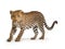 Ai Generated illustration Wildlife Concept of Leopard walking in front of a white background