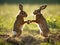 Ai Generated illustration Wildlife Concept of Mad wild hares boxing and fighting in Norfolk UK