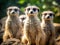 Ai Generated illustration Wildlife Concept of Meerkats - Suricata suricatta