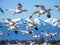 Ai Generated illustration Wildlife Concept of Migrating Snow Geese in flight