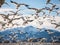 Ai Generated illustration Wildlife Concept of Migrating Snow Geese in flight