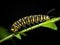 Ai Generated illustration Wildlife Concept of Monarch Caterpillar