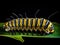 Ai Generated illustration Wildlife Concept of Monarch Caterpillar