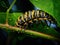 Ai Generated illustration Wildlife Concept of Monarch caterpillar