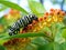 Ai Generated illustration Wildlife Concept of Monarch caterpillar on milkweed