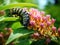 Ai Generated illustration Wildlife Concept of Monarch caterpillar on milkweed