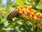 Ai Generated illustration Wildlife Concept of Monarch caterpillar on milkweed