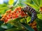 Ai Generated illustration Wildlife Concept of Monarch caterpillar on milkweed