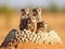 Ai Generated illustration Wildlife Concept of Mongoose family Etosha National Park Namibia