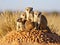 Ai Generated illustration Wildlife Concept of Mongoose family Etosha National Park Namibia
