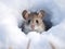 Ai Generated illustration Wildlife Concept of Mouse snow winter