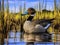 Ai Generated illustration Wildlife Concept of Northern Pintail ( Anas acuta)