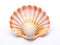Ai Generated illustration Wildlife Concept of Ocean shell
