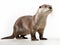 Ai Generated illustration Wildlife Concept of Oriental small-clawed otter Amblonyx Cinereus