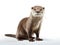 Ai Generated illustration Wildlife Concept of Oriental small-clawed otter Amblonyx Cinereus