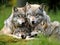 Ai Generated illustration Wildlife Concept of Pack Three of European Grey Wolves
