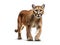 Ai Generated illustration Wildlife Concept of Puma isolated