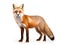 Ai Generated illustration Wildlife Concept of Red fox Vulpes vulpes standing isolated