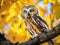 Ai Generated illustration Wildlife Concept of Saw-Whet Owl