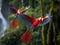 Ai Generated illustration Wildlife Concept of Scarlet macaws flying corcovado nat park costa rica