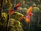 Ai Generated illustration Wildlife Concept of Scarlet macaws flying corcovado nat park costa rica