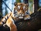 Ai Generated illustration Wildlife Concept of Siberian or Amur tiger