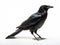 Ai Generated illustration Wildlife Concept of Side view of a Carrion Crow looking up Corvus corone isolated