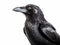 Ai Generated illustration Wildlife Concept of Side view of a Carrion Crow looking up Corvus corone isolated