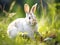 Ai Generated illustration Wildlife Concept of Snowshoe Hare feeding on grass