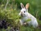 Ai Generated illustration Wildlife Concept of Snowshoe Hare feeding on grass
