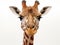 Ai Generated illustration Wildlife Concept of Somali Giraffe