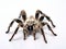 Ai Generated illustration Wildlife Concept of Tarantula spider Poecilotheria Miranda