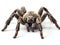 Ai Generated illustration Wildlife Concept of Tarantula spider Poecilotheria Miranda