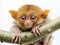 Ai Generated illustration Wildlife Concept of Tarsier Isolated