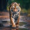 Ai Generated illustration Wildlife Concept of Tiger walking on the gravel road. Wildlife India