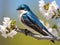 Ai Generated illustration Wildlife Concept of Tree swallow