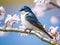 Ai Generated illustration Wildlife Concept of Tree swallow