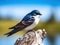 Ai Generated illustration Wildlife Concept of Tree swallow
