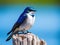 Ai Generated illustration Wildlife Concept of Tree swallow