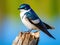 Ai Generated illustration Wildlife Concept of Tree swallow
