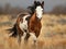 Ai Generated illustration Wildlife Concept of Wild Mustang colt horse windy uncombed mane