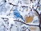 Ai Generated illustration Wildlife Concept of Winter bird photography - blue bird on snow covered bush tree