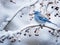 Ai Generated illustration Wildlife Concept of Winter bird photography - blue bird on snow covered bush tree