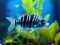 Ai Generated illustration Wildlife Concept of Zebrafish Zebra Barb Danio rerio